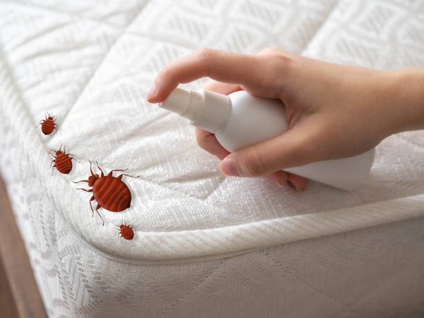 Trusted Garner, IA Pest Control Experts